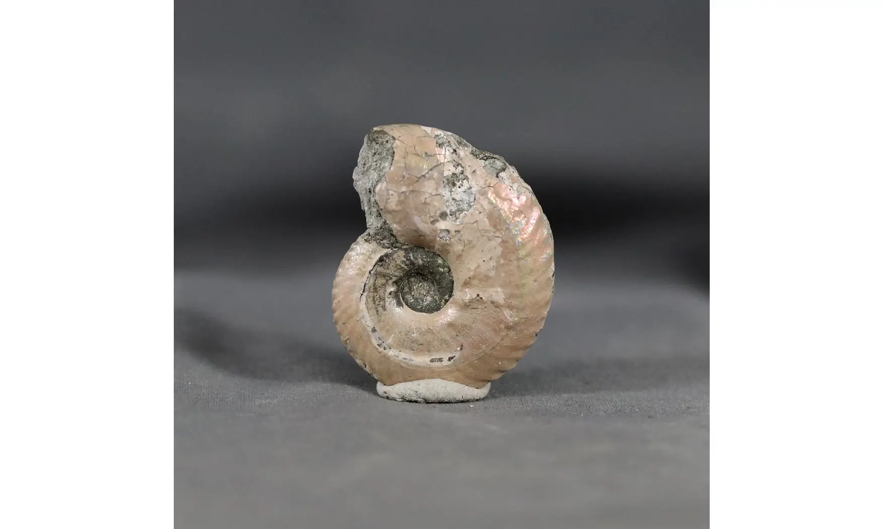 Anahoplites daviesi