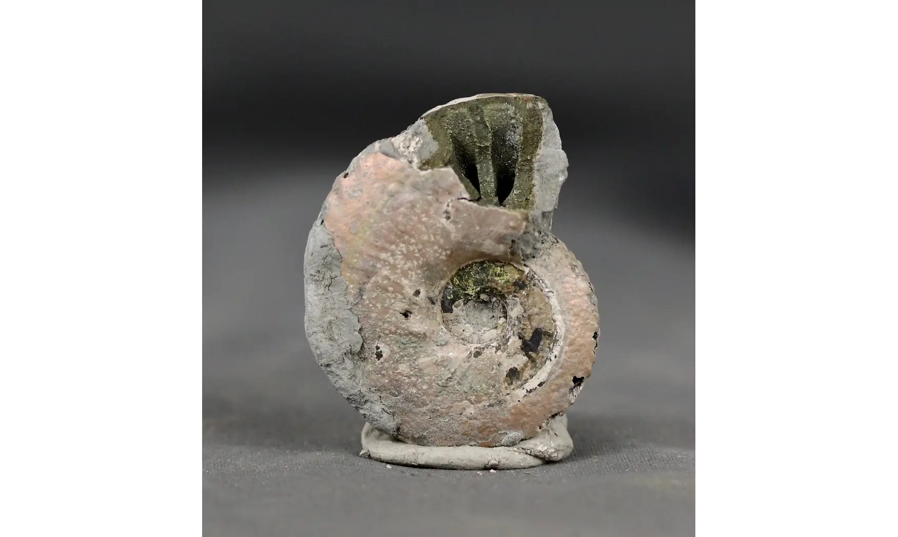 Anahoplites daviesi