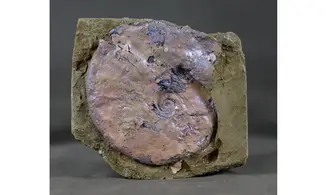 Bendanticeras cf laevigatum