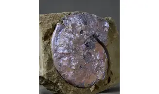 Bendanticeras cf laevigatum