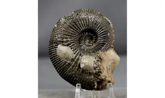 Kosmoceras duncani