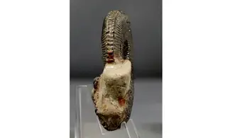 Kosmoceras duncani