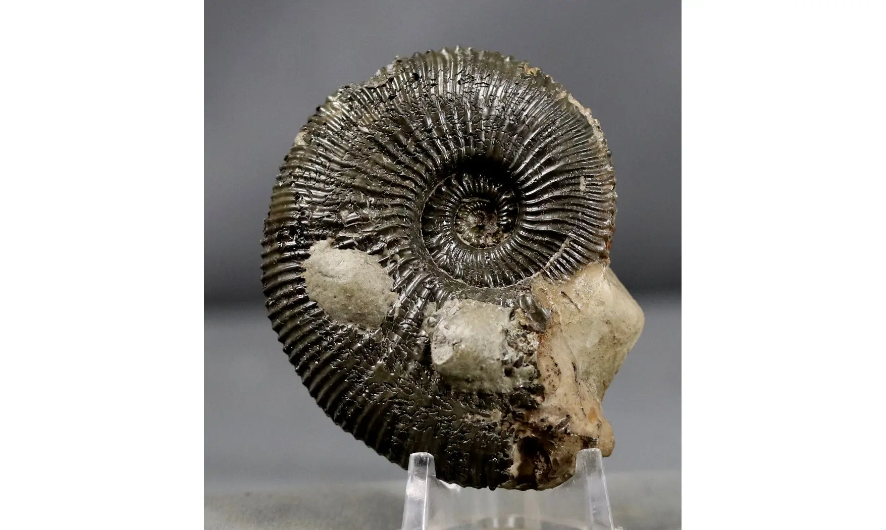 Kosmoceras duncani