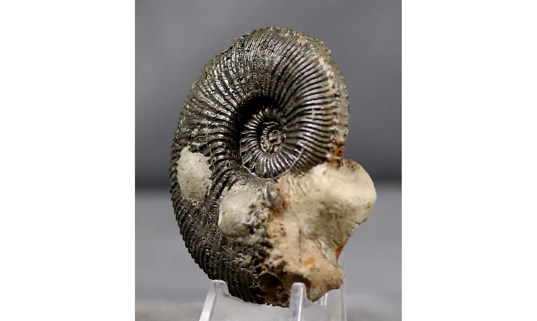 Kosmoceras duncani