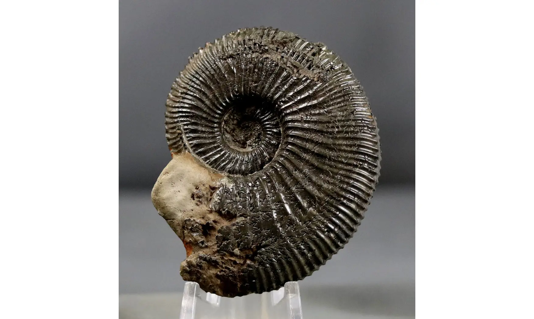 Kosmoceras duncani
