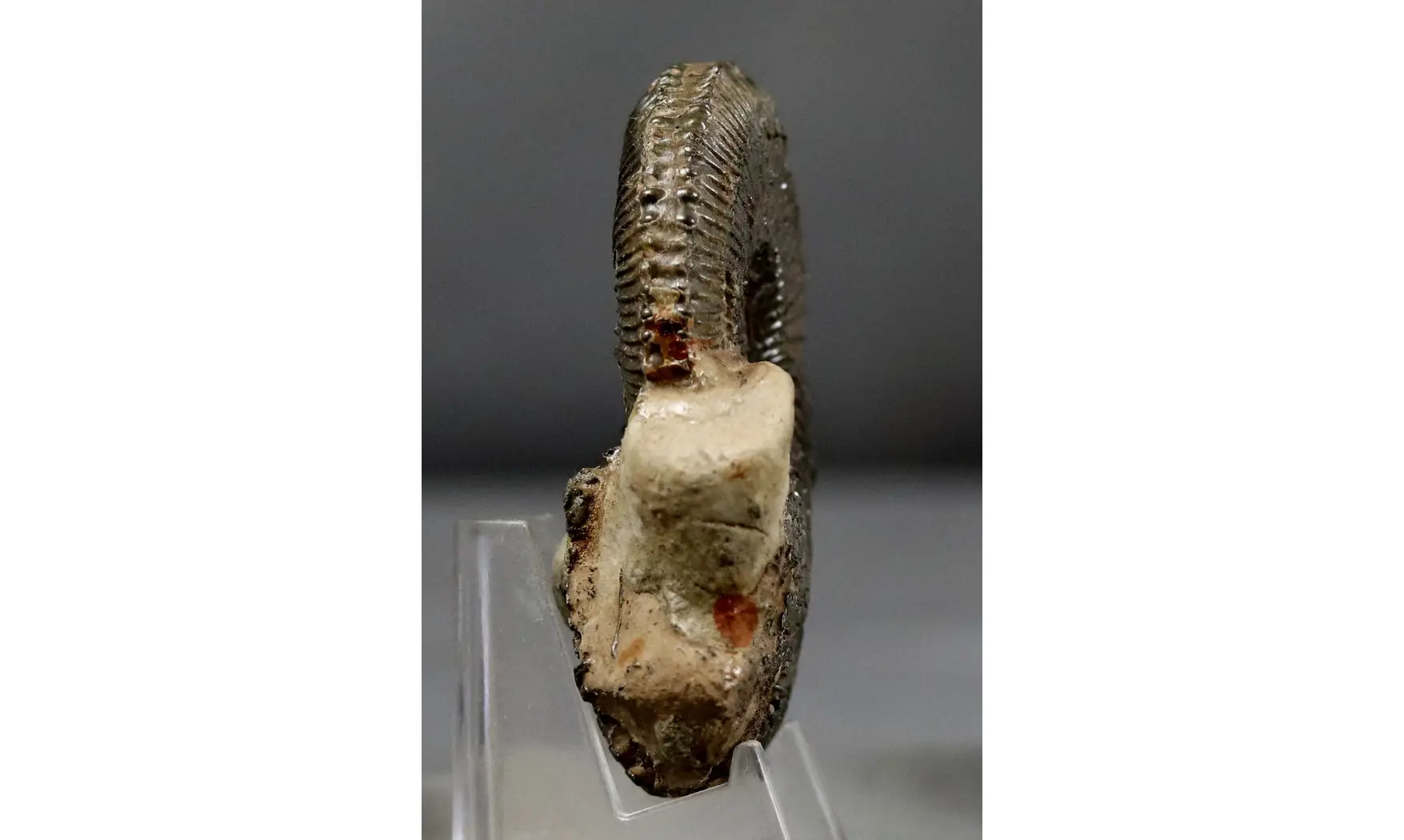 Kosmoceras duncani