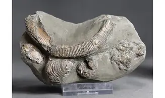 Hamites similis