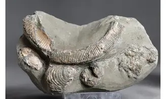 Hamites similis