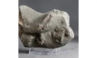 Hamites similis