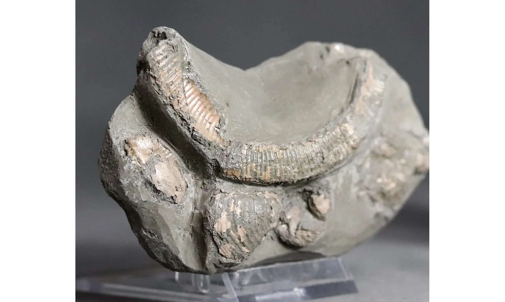 Hamites similis