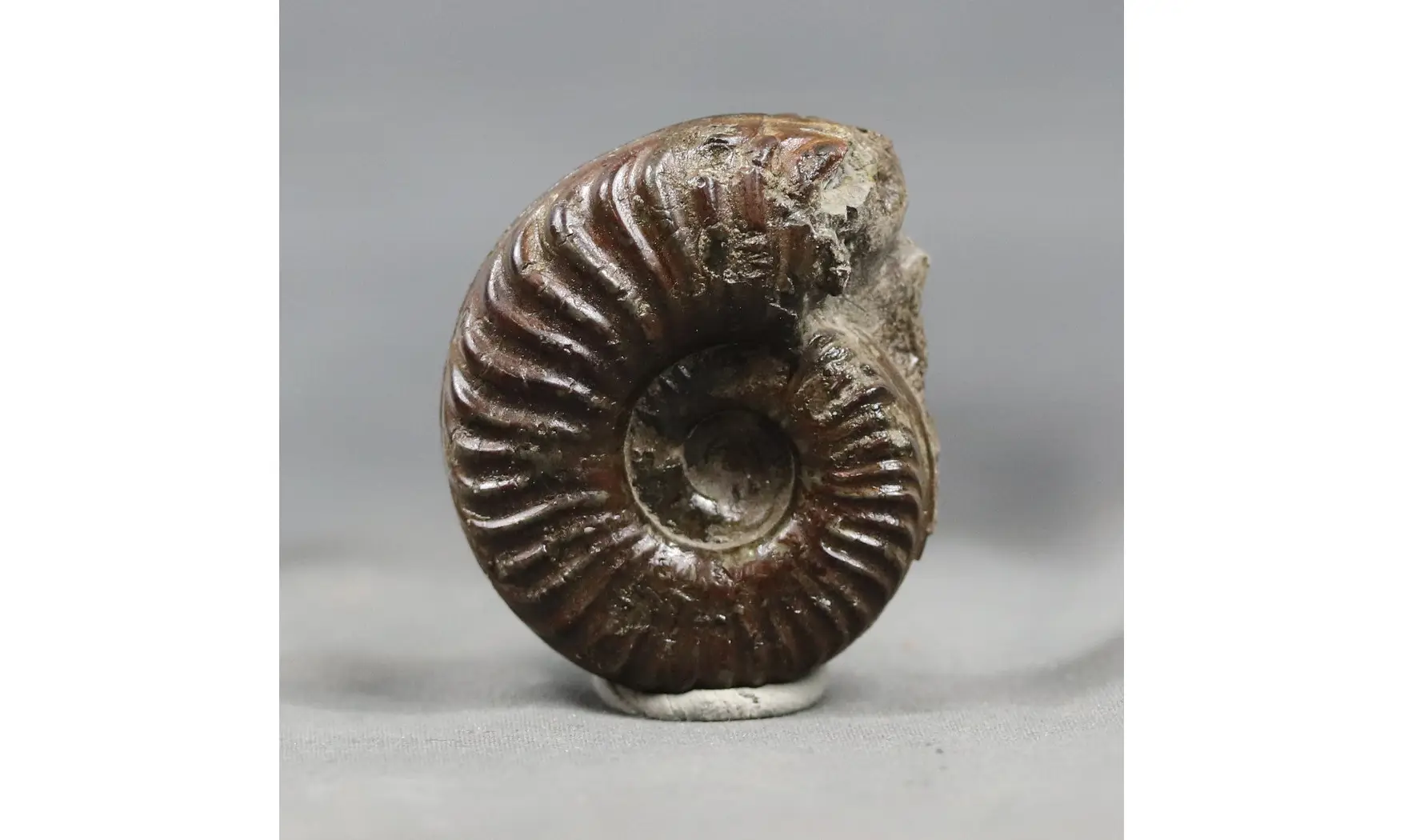 Pseudomercaticeras praegruneri