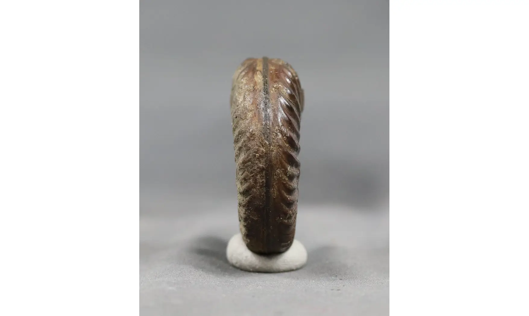 Pseudomercaticeras praegruneri