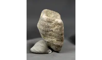 Thecosmilia annularis