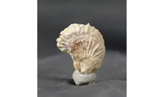 Cubitostrea