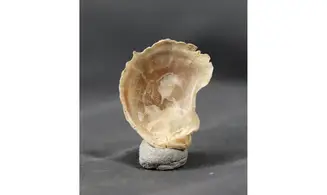 Cubitostrea
