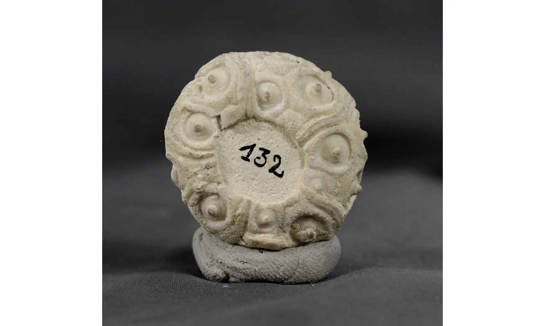 Cidaris subvesiculosa