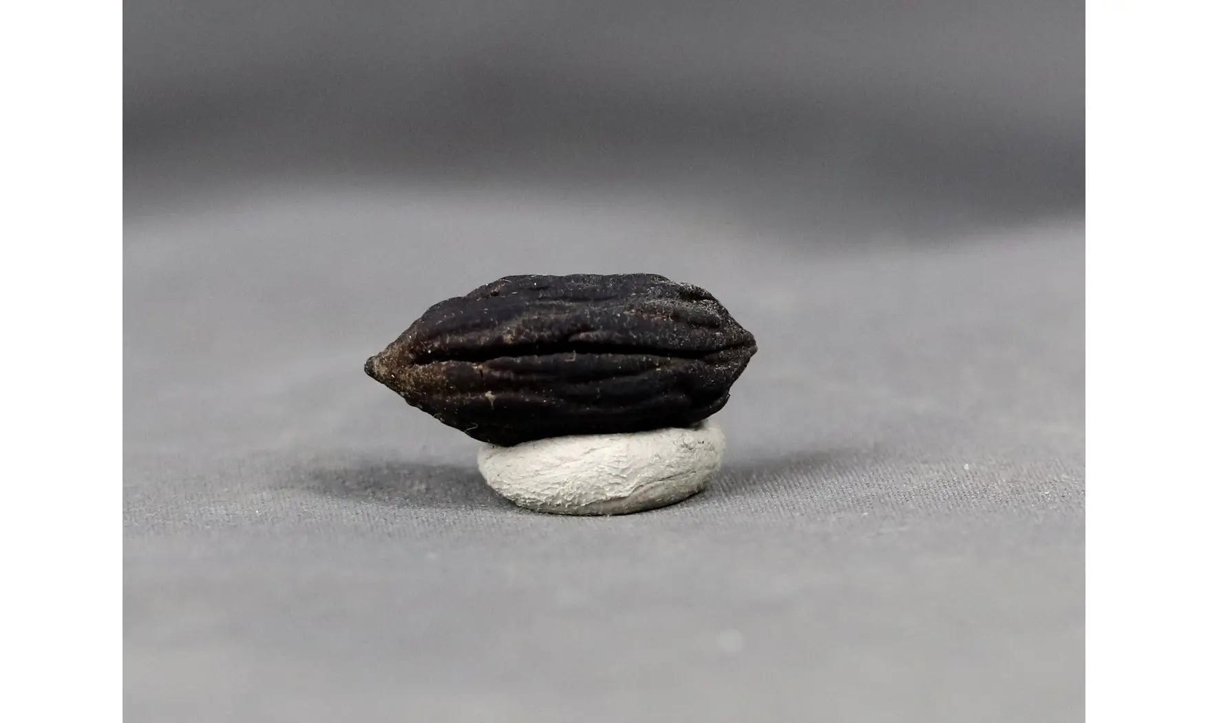 Mastixia Amygdalaeformis