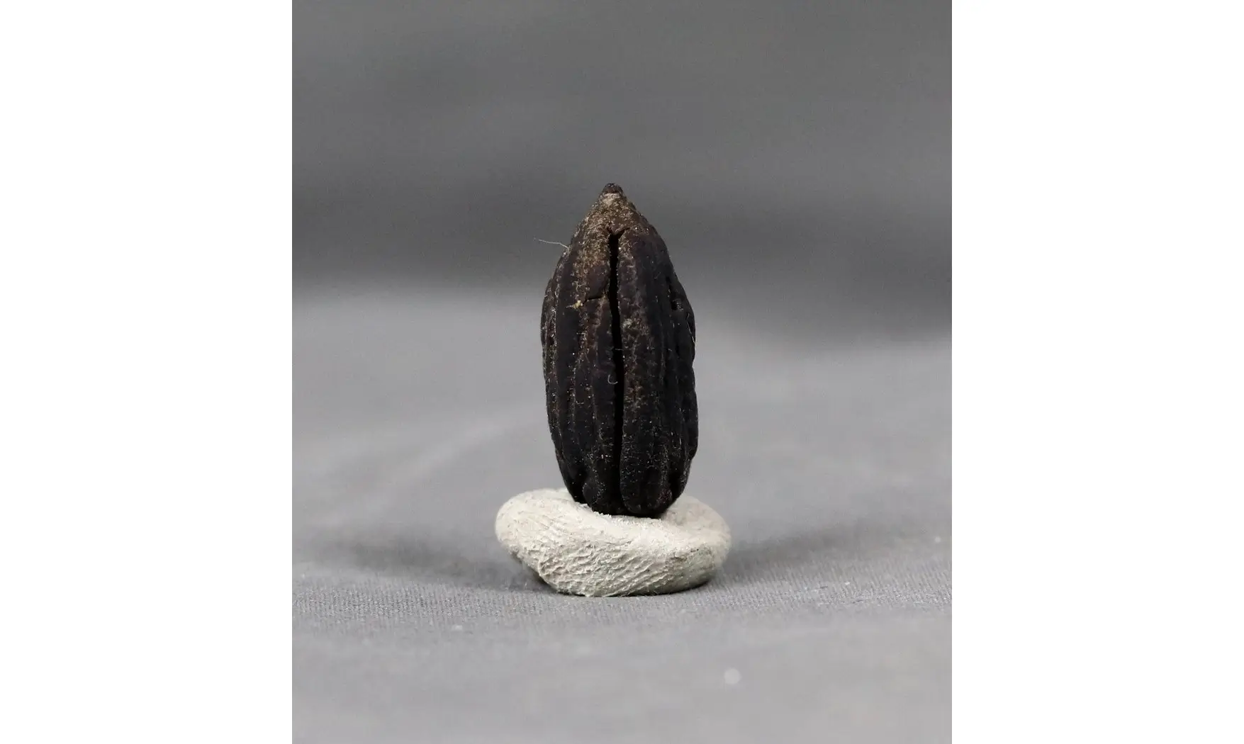 Mastixia Amygdalaeformis