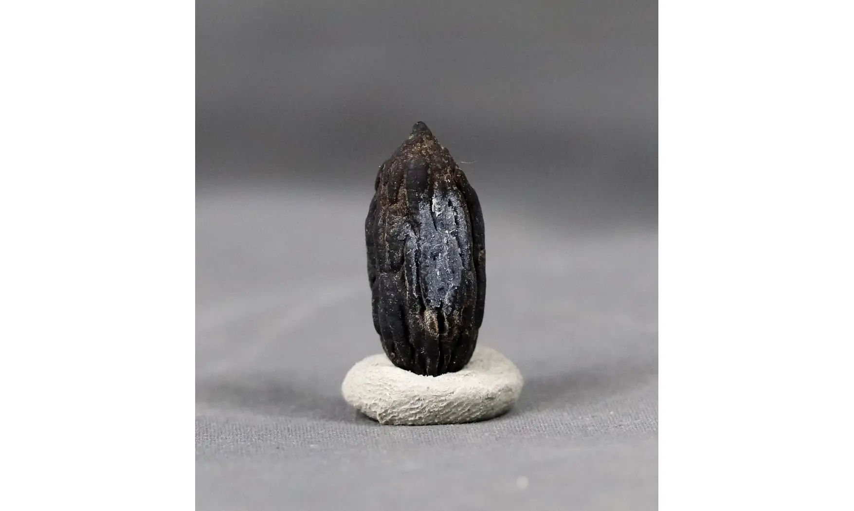 Mastixia Amygdalaeformis