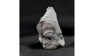 Arca glabra