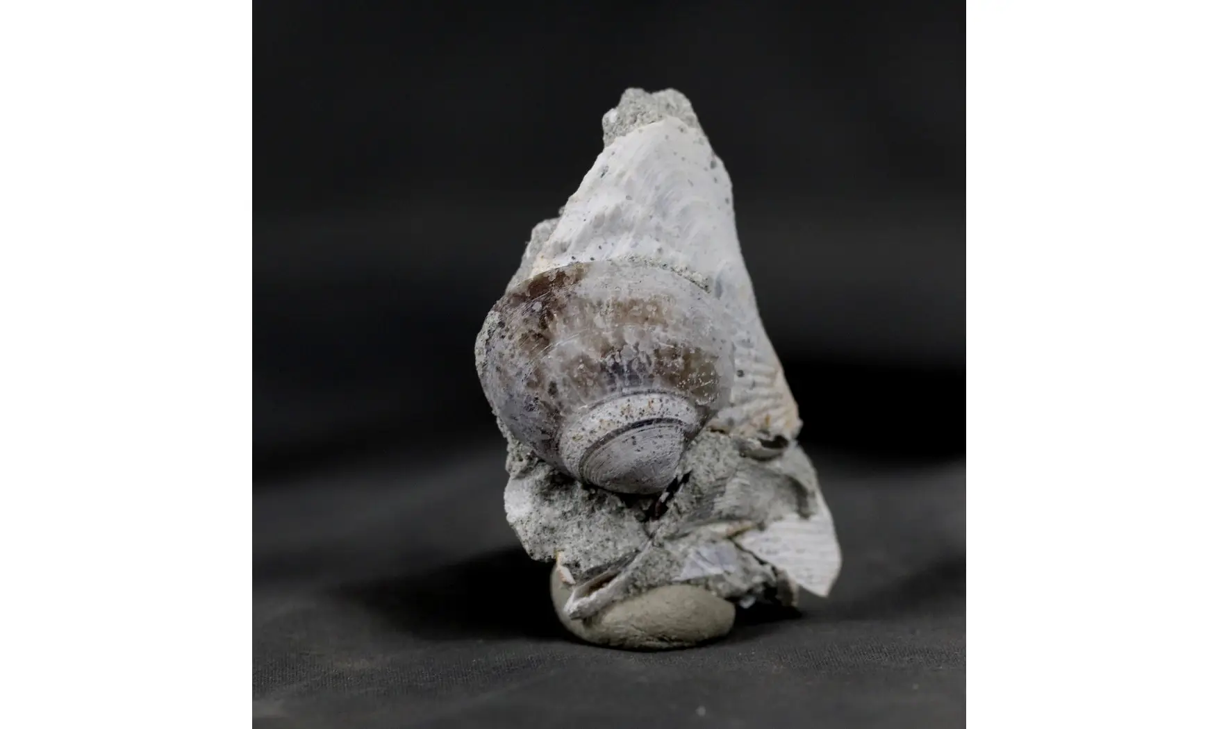 Arca glabra