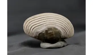 Cordula socialis