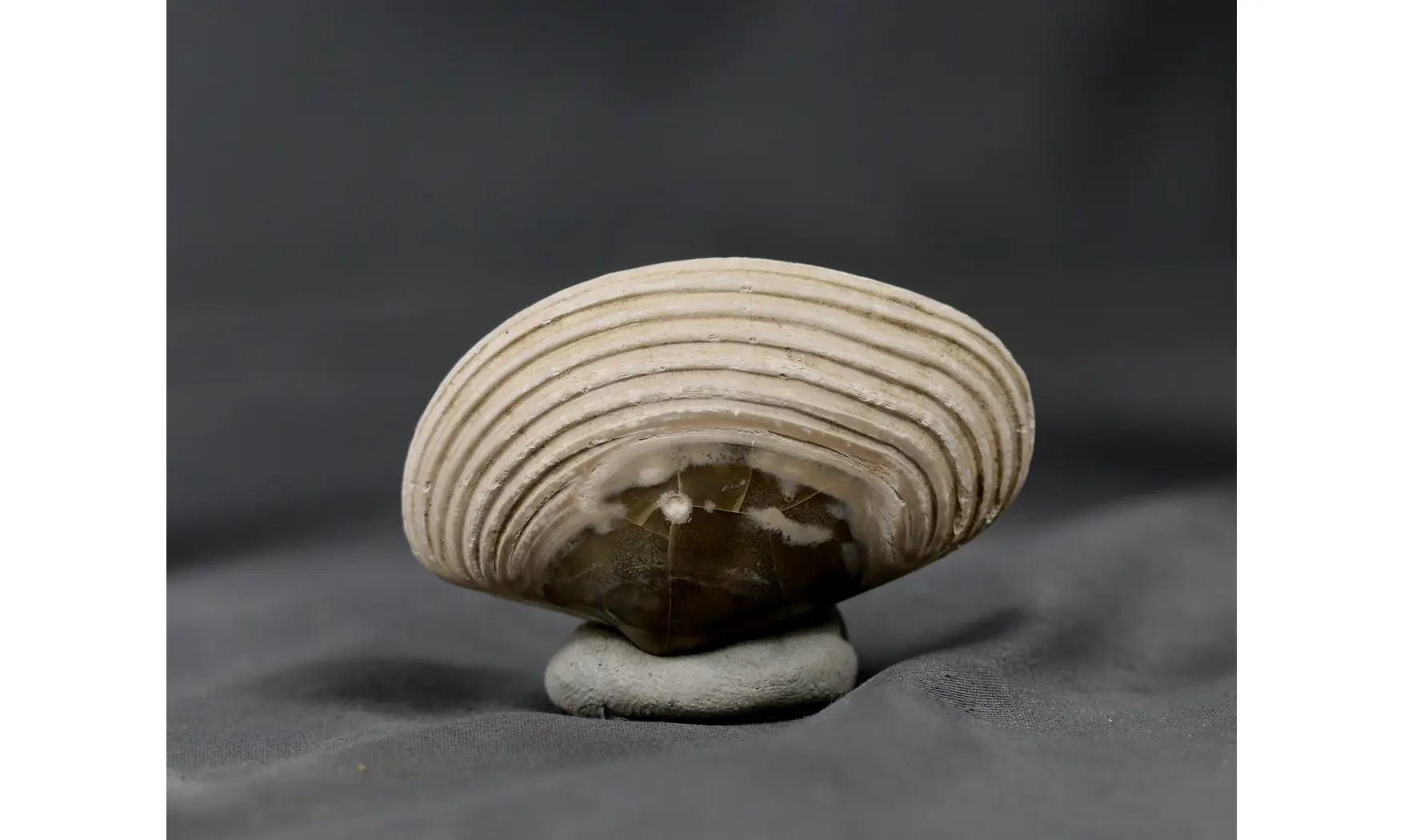 Cordula socialis
