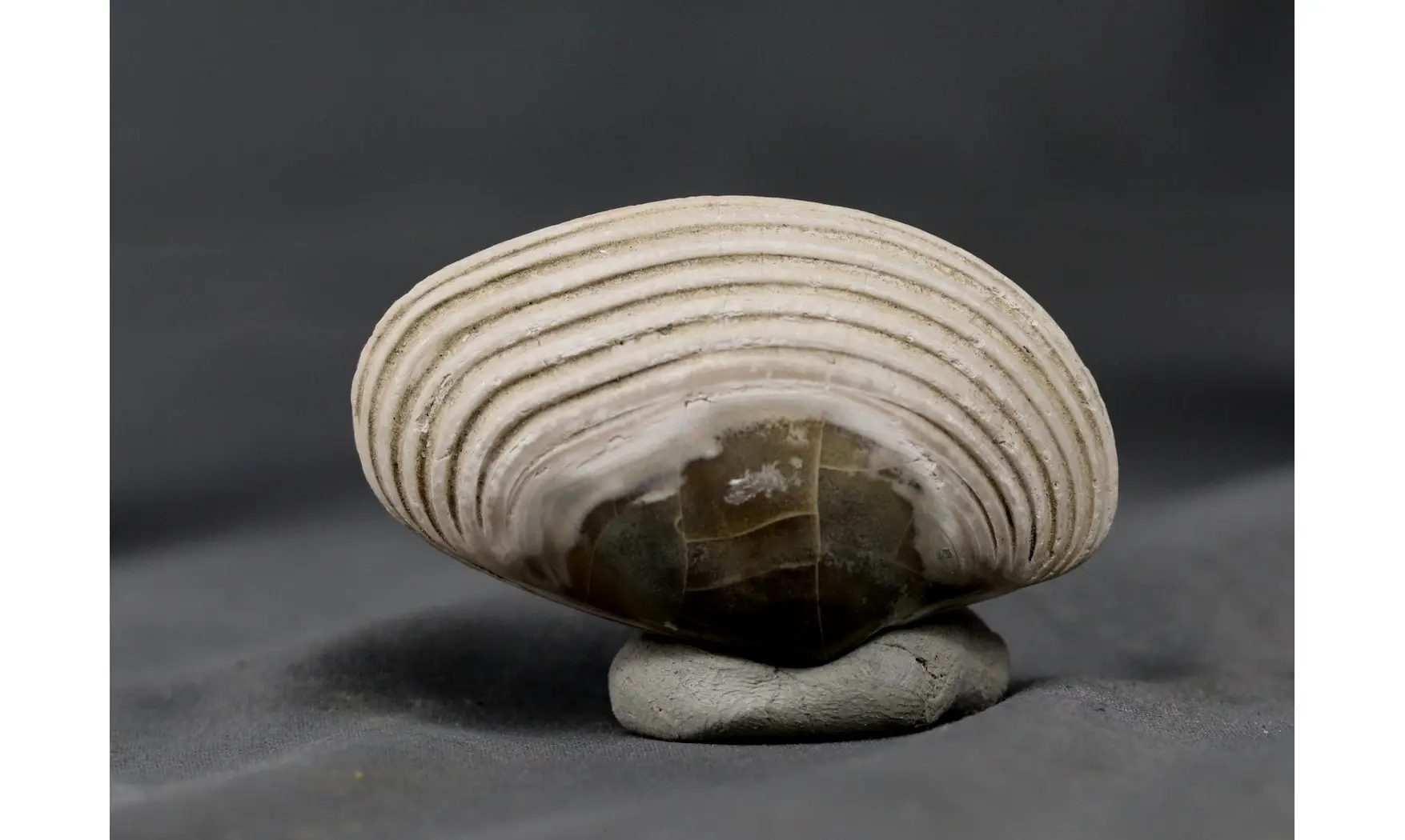 Cordula socialis