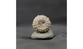 Salenia texana