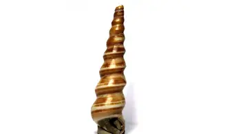 Turritella djadjarensis