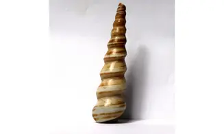 Turritella djadjarensis