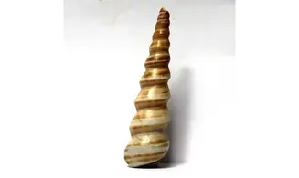 Turritella djadjarensis