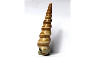 Turritella djadjarensis