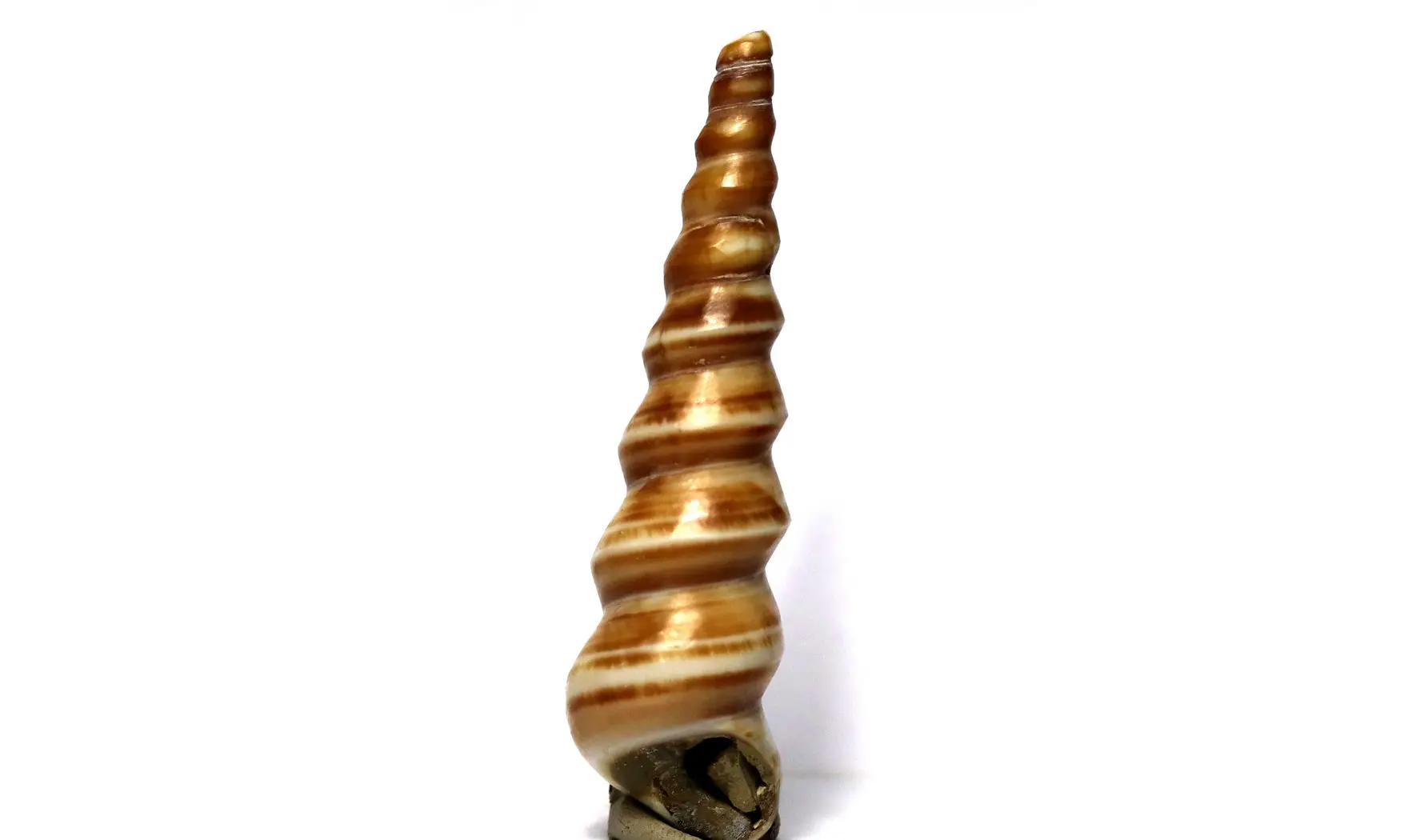 Turritella djadjarensis