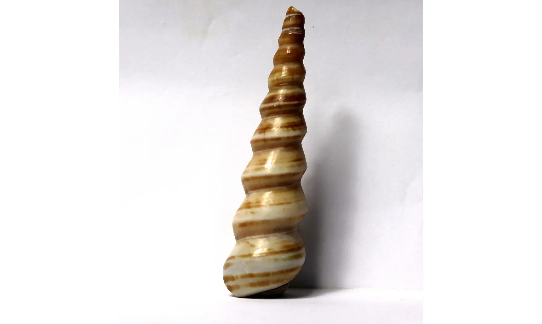 Turritella djadjarensis