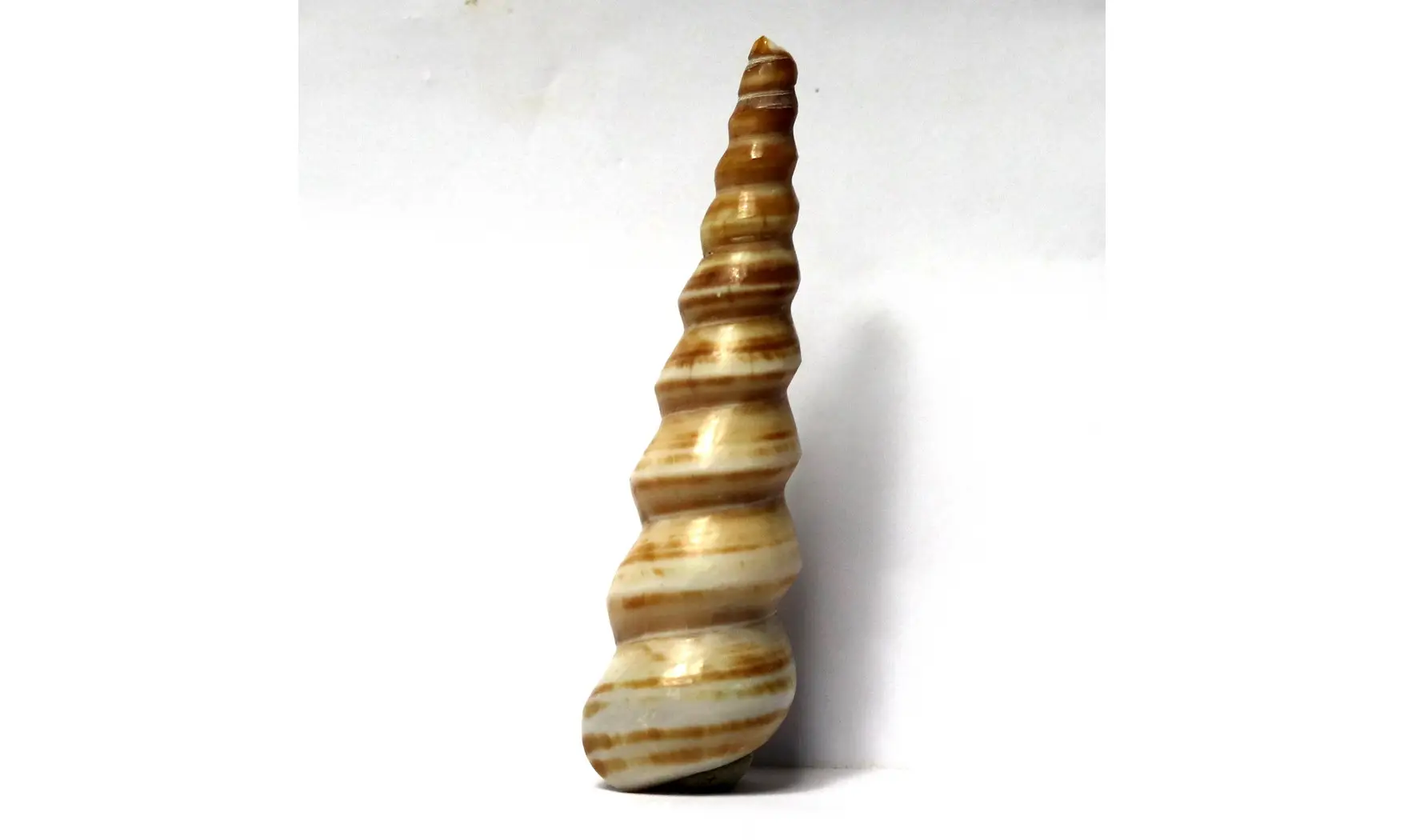 Turritella djadjarensis