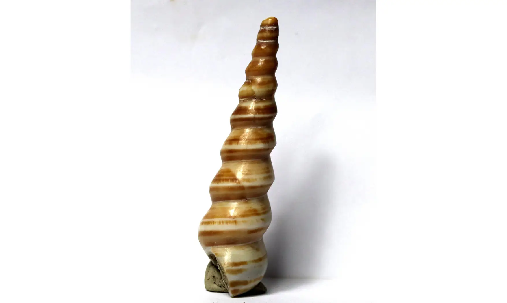 Turritella djadjarensis