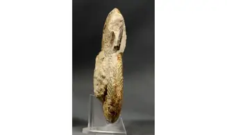 Pseudogrammoceras fallaciosum
