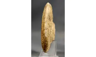 Pseudogrammoceras fallaciosum