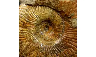 Pseudogrammoceras fallaciosum