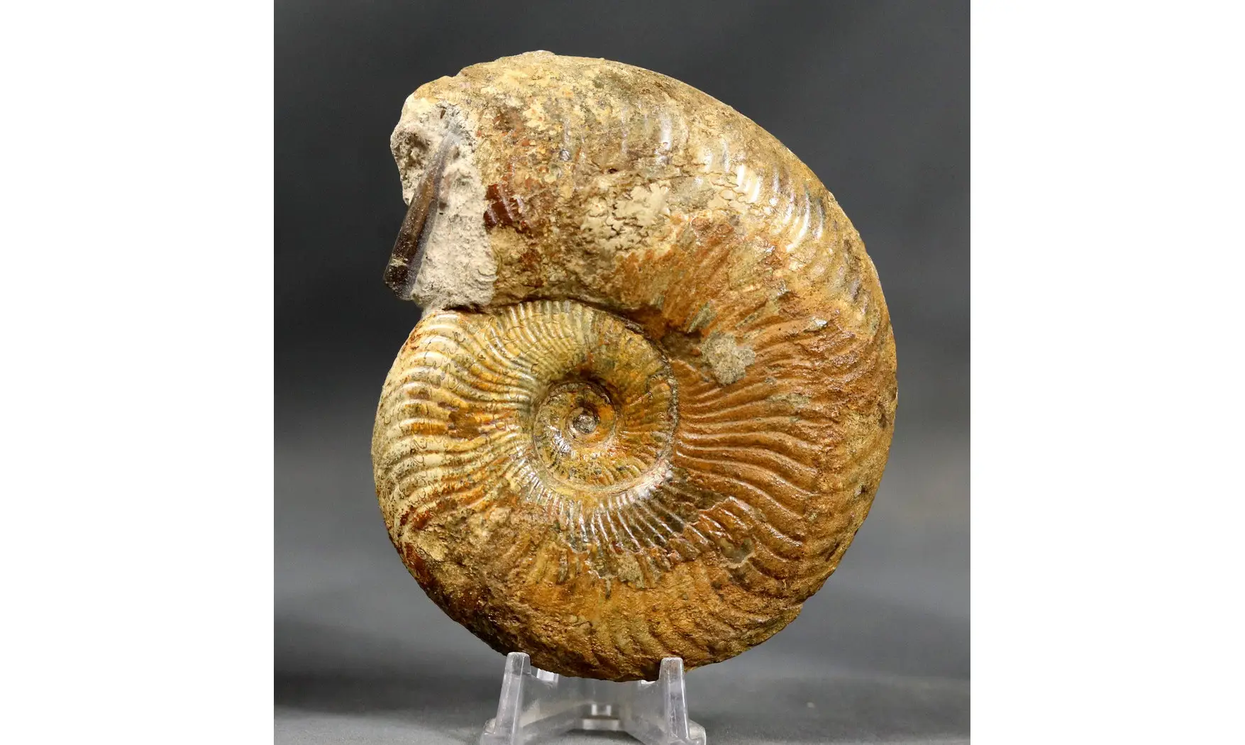Pseudogrammoceras fallaciosum