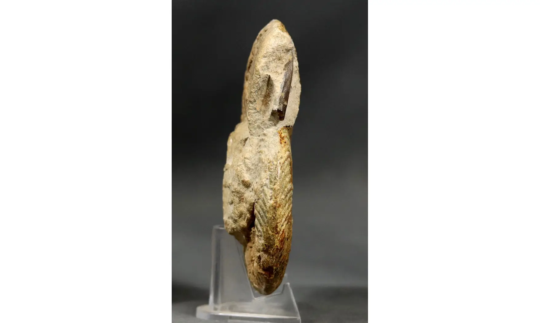 Pseudogrammoceras fallaciosum