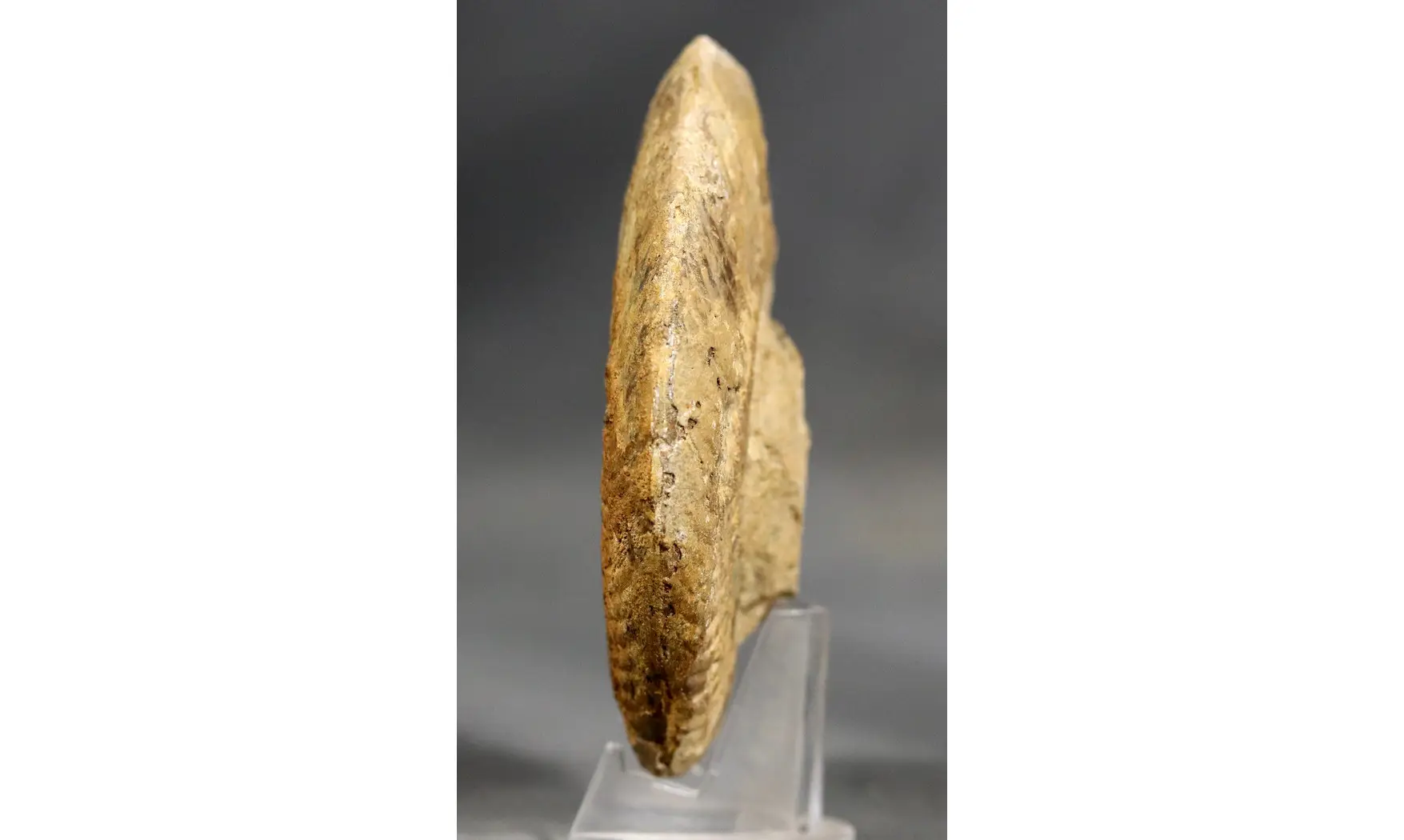 Pseudogrammoceras fallaciosum