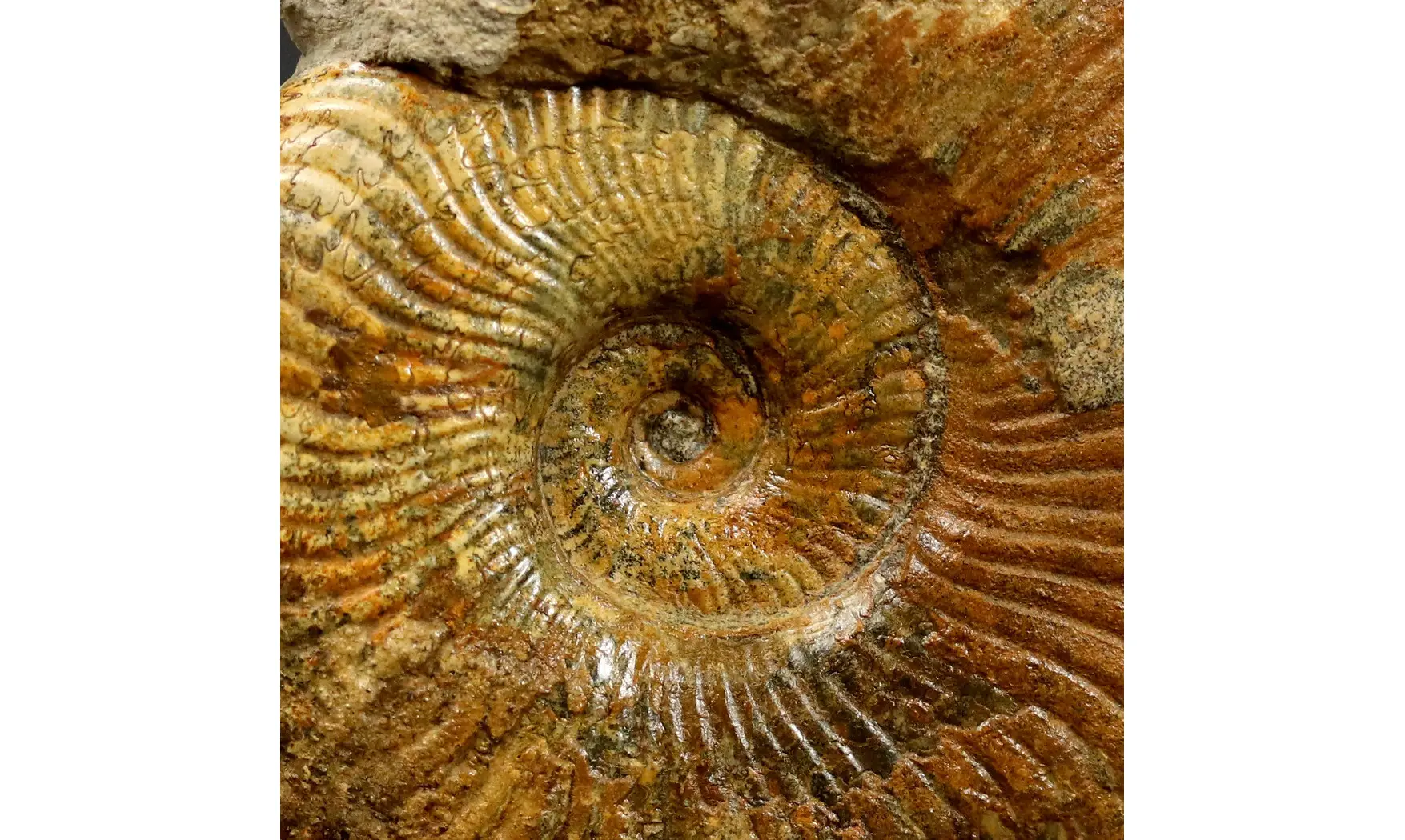 Pseudogrammoceras fallaciosum