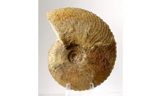 Tragophylloceras undulatum