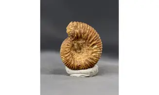 Teloceras blagdeni