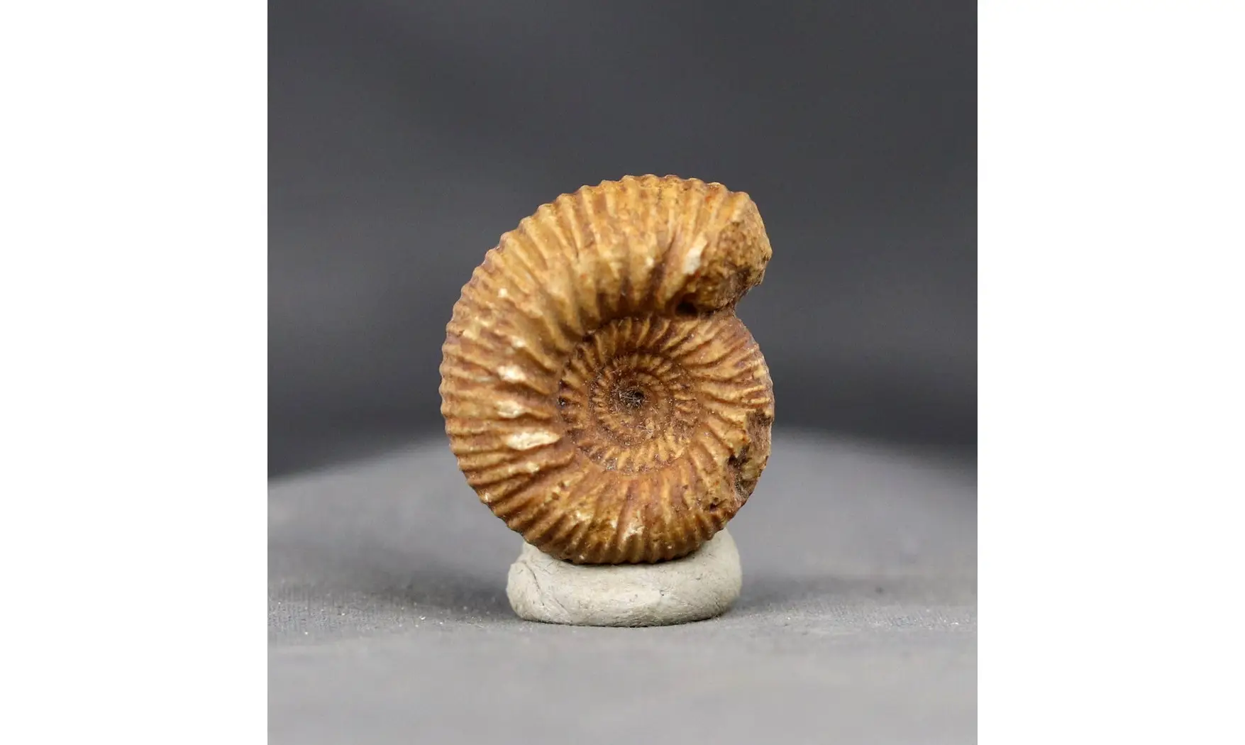 Teloceras blagdeni