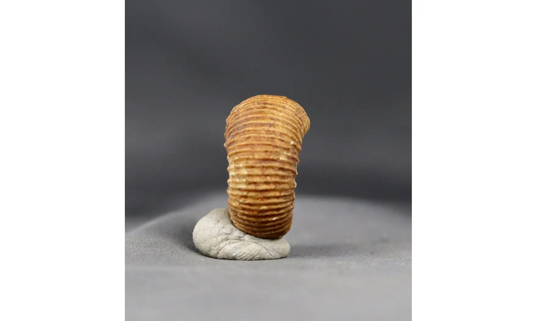 Teloceras blagdeni