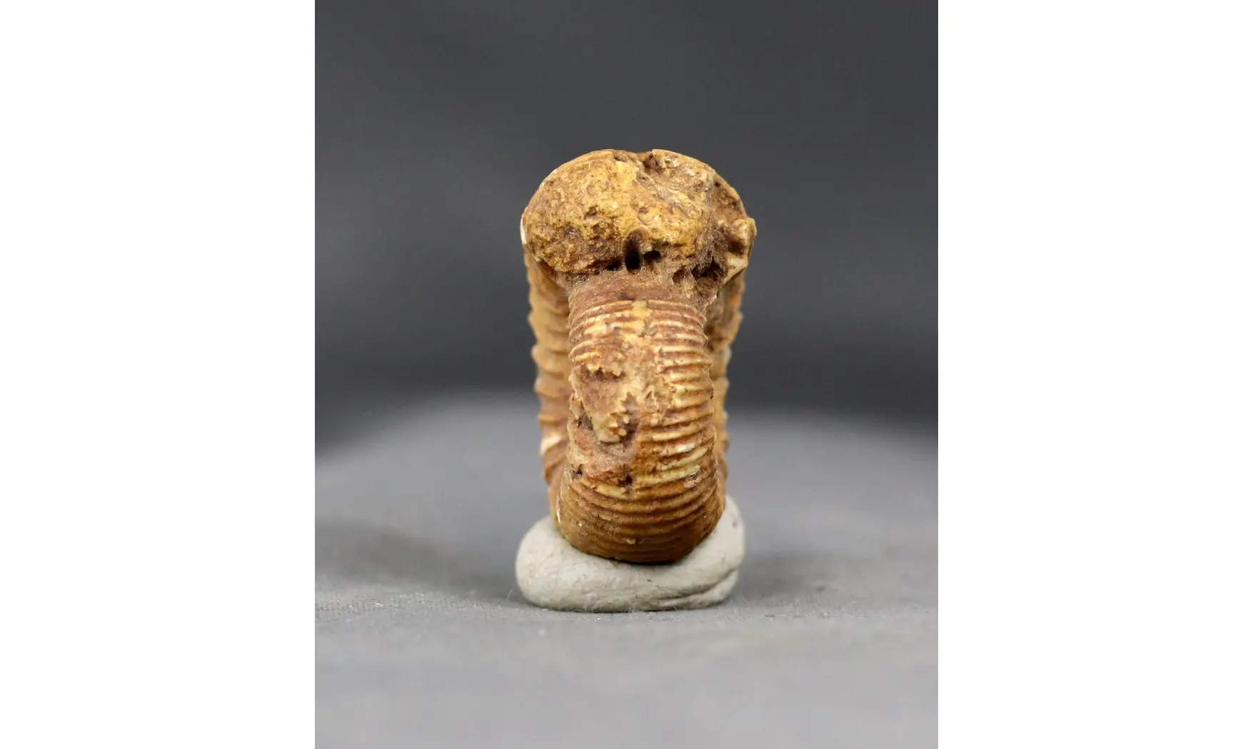 Teloceras blagdeni