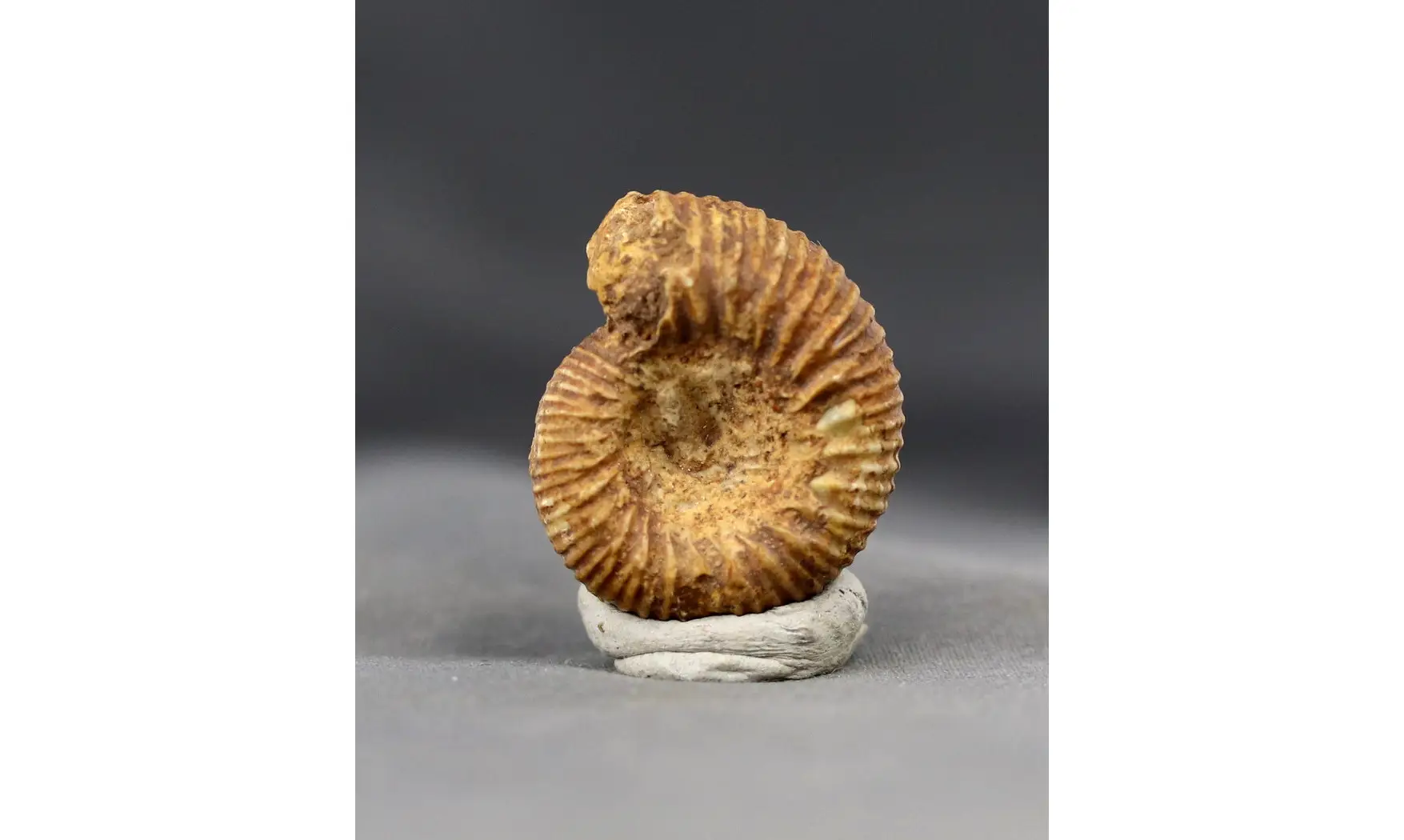 Teloceras blagdeni